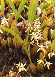 Coelogyne trinervis