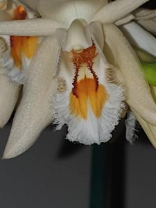 Coelogyne calcicola