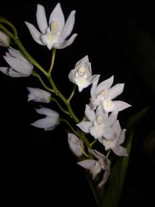 Coelogyne suaveolens