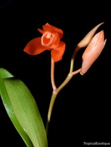 Coelogyne miniata