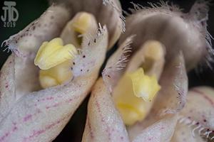 Bulbophyllum sanguineopunctatum