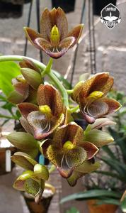 Catasetum socco