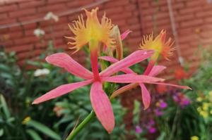 Epidendrum cinnabarinum