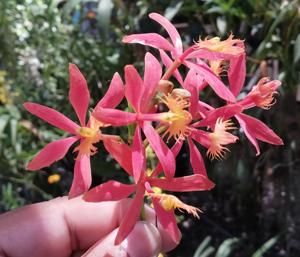 Epidendrum cinnabarinum