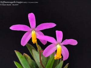 Cattleya longipes