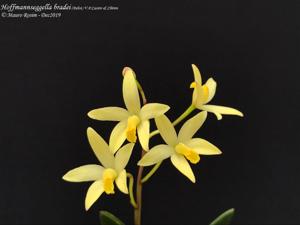 Cattleya bradei