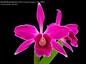 Cattleya purpurata