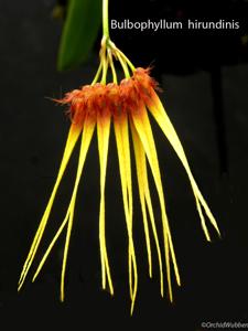 Bulbophyllum hirundinis
