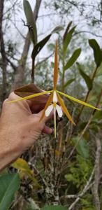 Epidendrum nocturnum