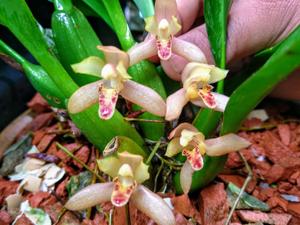 Maxillaria rufescens