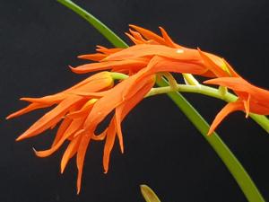 Brassia aurantiaca