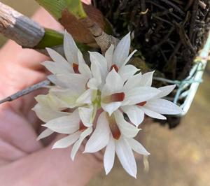 Dendrobium bracteosum