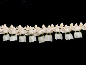 Listrostachys pertusa