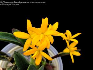 Cattleya esalqueana