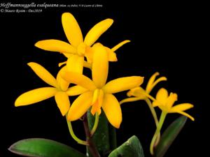 Cattleya esalqueana