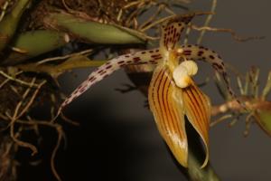 Bulbophyllum membranifolium subsp. membranifolium