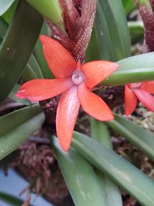 Ceratostylis retisquama