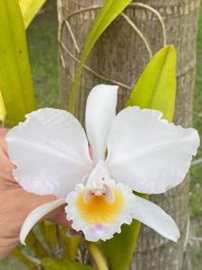 Cattleya quadricolor