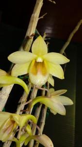 Dendrobium guerreroi