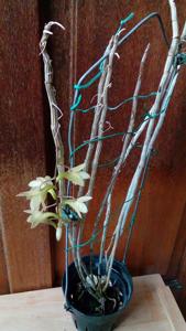 Dendrobium guerreroi