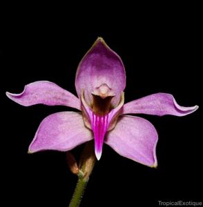 Ancistrochilus rothschildianus