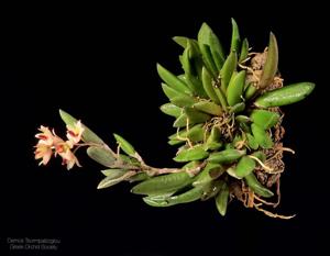 Dendrobium rigidum