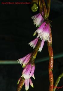 Dendrobium caliculi-mentum