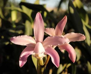 Cattleya kerrii