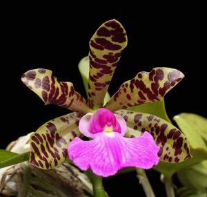 Cattleya aclandiae