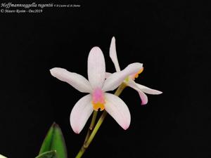 Cattleya reginae