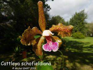 Cattleya schofieldiana