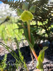 Pterygodium catholicum