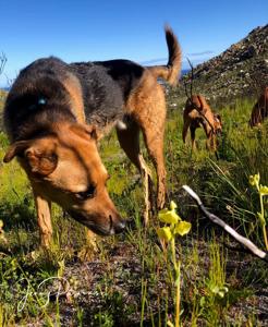 Pterygodium catholicum