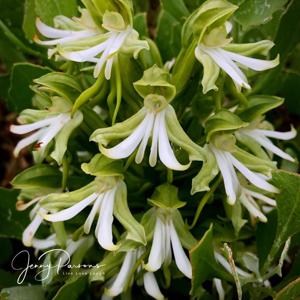 Bonatea speciosa