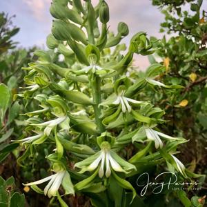 Bonatea speciosa