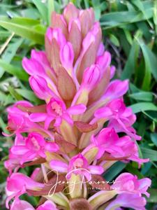 Satyrium hallackii subsp. hallackii