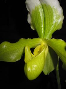 Paphiopedilum insigne