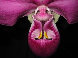 Phragmipedium kovachii