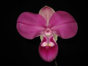 Phragmipedium kovachii