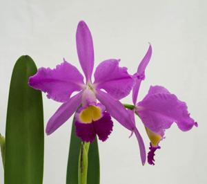 Cattleya wallisii