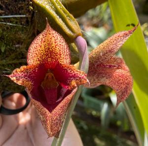 Bulbophyllum macrobulbon