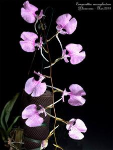 Comparettia macroplectron