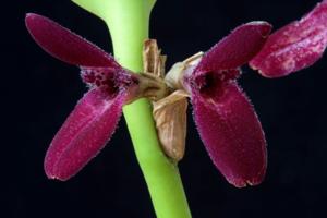 Restrepiella ophiocephala