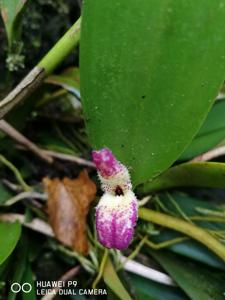 Restrepiella ophiocephala