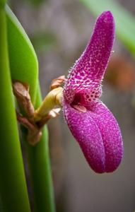 Restrepiella ophiocephala