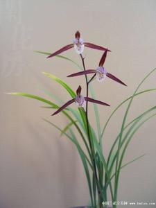 Cymbidium kanran