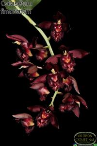 Catasetum fimbriatum