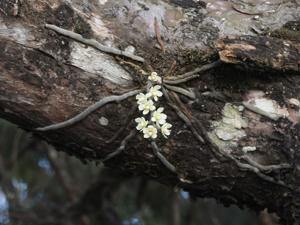 Chiloschista exuperei