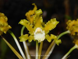 Laelia marginata