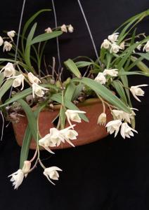 Polystachya ottoniana